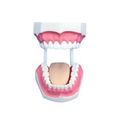 Small Dental Care Model 32 teeth